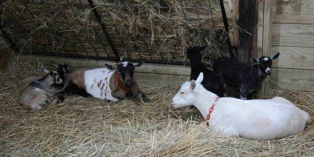 Dairy Goats and Hay