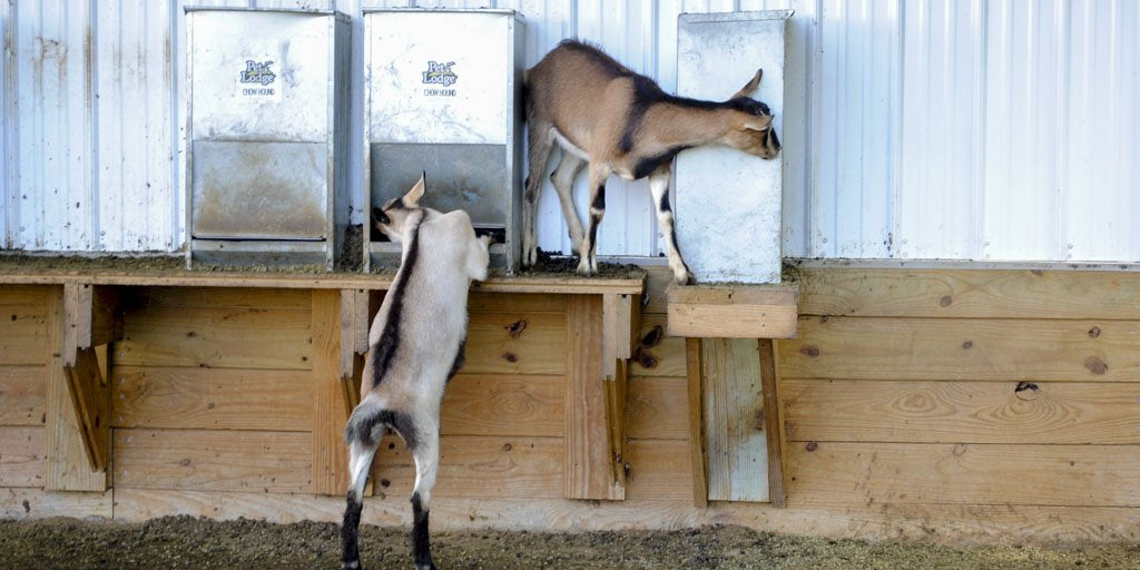 Feeding Dairy Goats